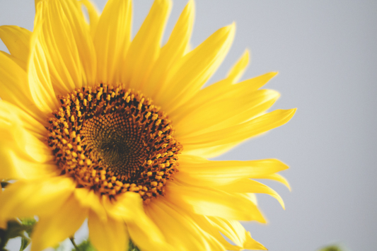 L'or jaune de nos champs : Le secret de la douceur de nos savons 🌻